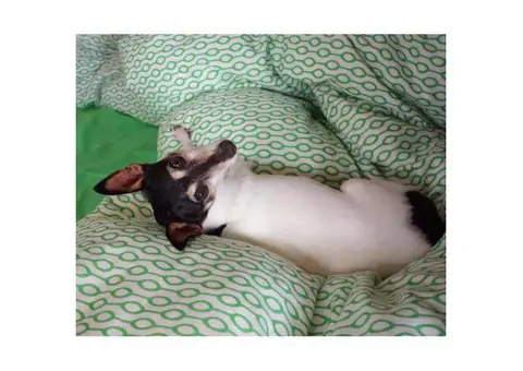 Toy Fox Terrier Puppies for Sale in Texas