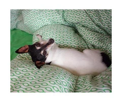 Toy Fox Terrier Puppies for Sale in Texas - 1