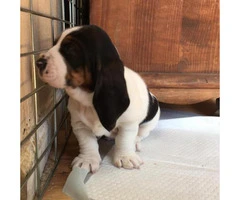 Basset Hound Puppies for Sale in Michigan