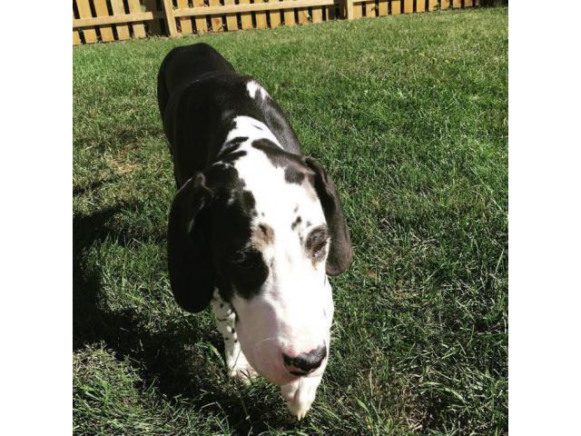 Great Dane Puppies for Sale in Ohio in Amherst, Ohio ...