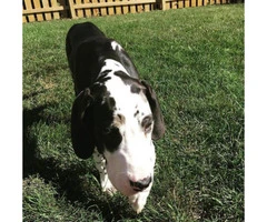 Great Dane Puppies for Sale in Ohio