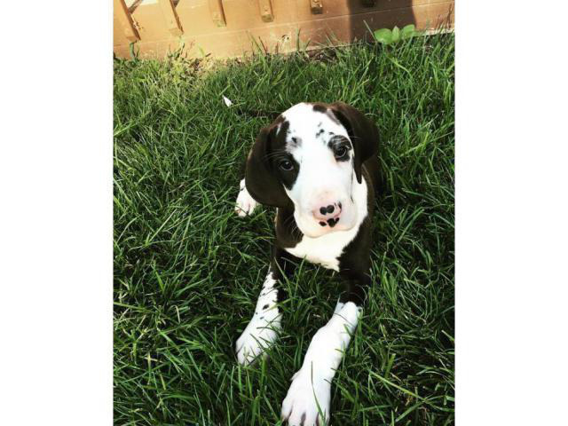 Great Dane Puppies for Sale in Ohio in Amherst, Ohio ...