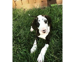 Great Dane Puppies for Sale in Ohio - 3
