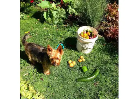 Australian Terrier Pups for Sale