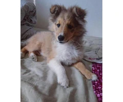 Shetland Sheepdog Puppies for Sale in Pa - 2