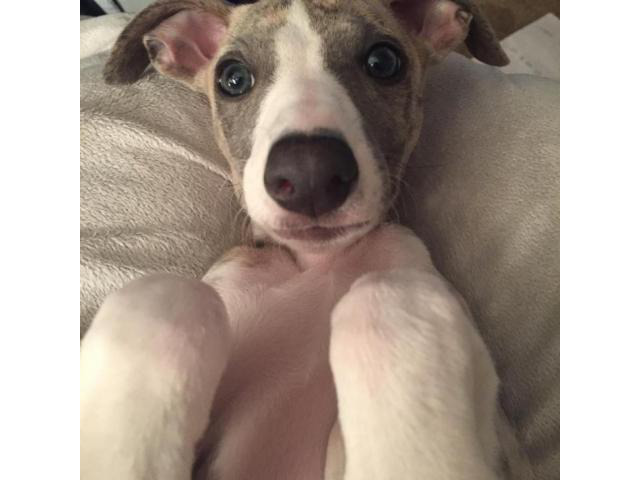 Adorable Whippet puppies for adoption in Central Falls ...