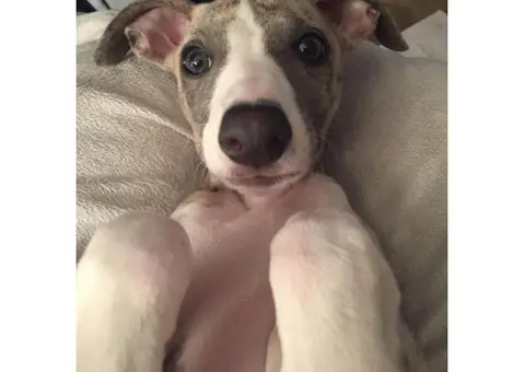 Adorable Whippet puppies for adoption