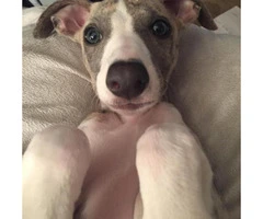 Adorable Whippet puppies for adoption