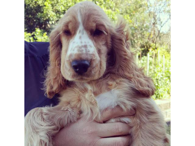 English Cocker Spaniel Puppies for Sale in Ardmore ...