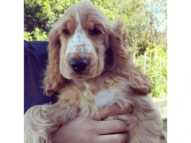 English Cocker Spaniel Puppies for Sale - 3/5