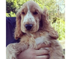 English Cocker Spaniel Puppies for Sale - 3