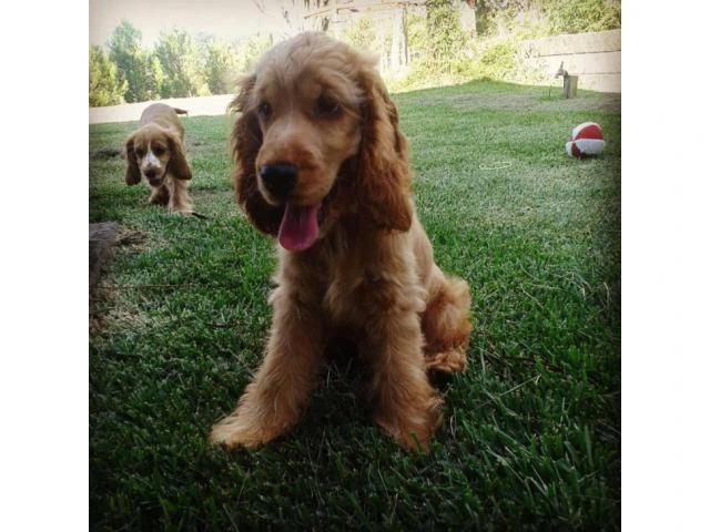 English Cocker Spaniel Puppies for Sale - 5/5
