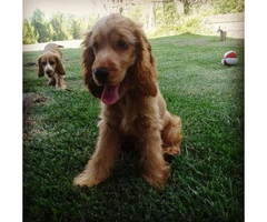 English Cocker Spaniel Puppies for Sale - 5