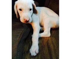 English Foxhound Puppies for Sale