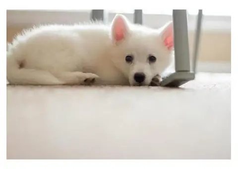 American Eskimo Puppies for Sale in PA