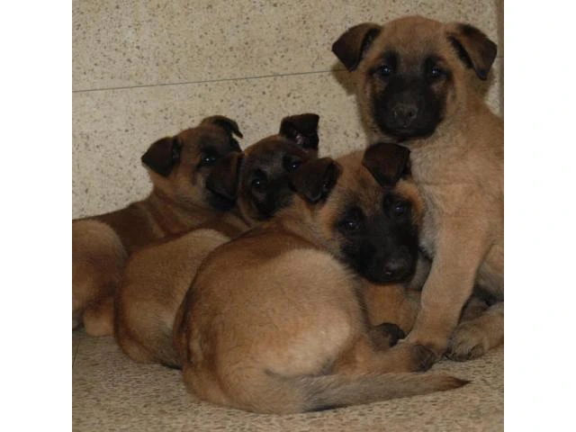6 weeks old Belgian Malinois Puppies for Sale - 1/4