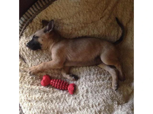 6 weeks old Belgian Malinois Puppies for Sale - 3/4