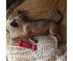 6 weeks old Belgian Malinois Puppies for Sale - 3