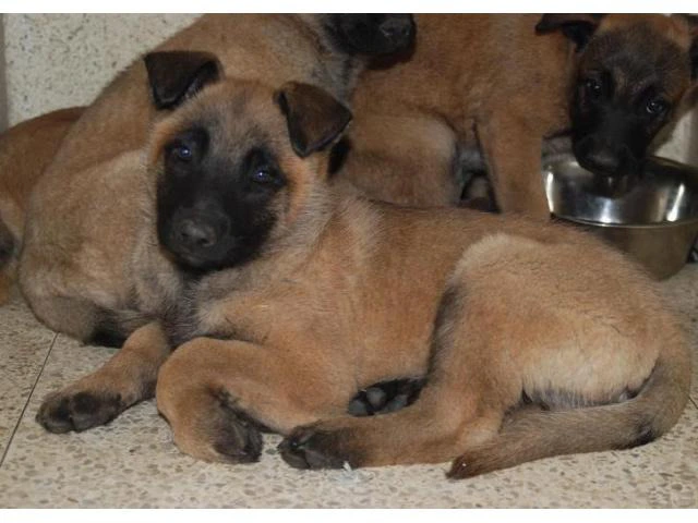 6 weeks old Belgian Malinois Puppies for Sale - 4/4