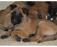 6 weeks old Belgian Malinois Puppies for Sale - 4