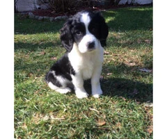 English springer spaniel puppies for sale in nc - 2