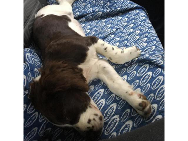 English springer spaniel puppies for sale in nc in Clemmons, North Carolina - Puppies for Sale ...