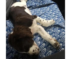 English springer spaniel puppies for sale in nc - 3