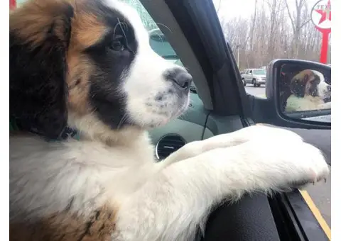 Saint bernard puppies for sale in Ohio Ready for new home