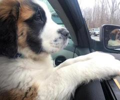 Saint bernard puppies for sale in Ohio Ready for new home