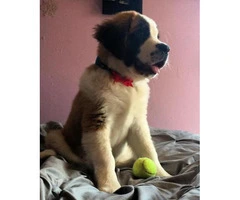 Saint bernard puppies for sale in Ohio Ready for new home - 2