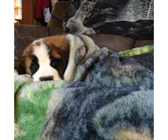 Saint bernard puppies for sale in Ohio Ready for new home - 3