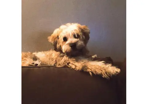 Peekapoo Puppy