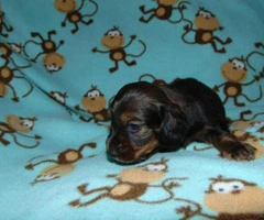 Mini dachshund puppies for sale - 2
