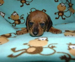 Mini dachshund puppies for sale - 3