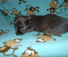 Mini dachshund puppies for sale - 5