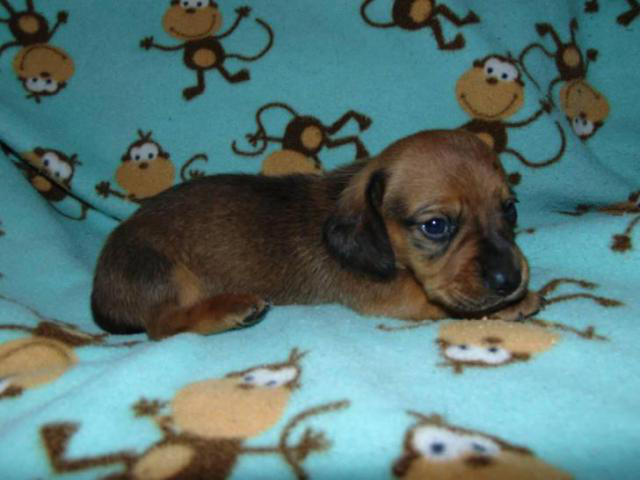 Mini dachshund puppies for sale in Aliceville, Alabama
