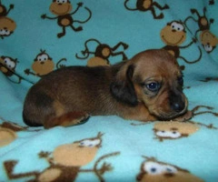 Mini dachshund puppies for sale - 6