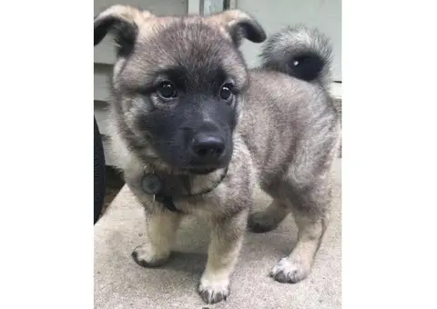 Norwegian elkhound puppies for sale in pa