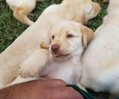 Friendly AKC Labrador retriever pup