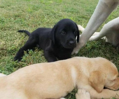 Friendly AKC Labrador retriever pup - 2