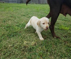 Friendly AKC Labrador retriever pup - 3