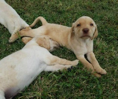 Friendly AKC Labrador retriever pup - 5