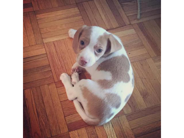 Pocket beagle puppies for sale in ohio in Cincinnati, Ohio