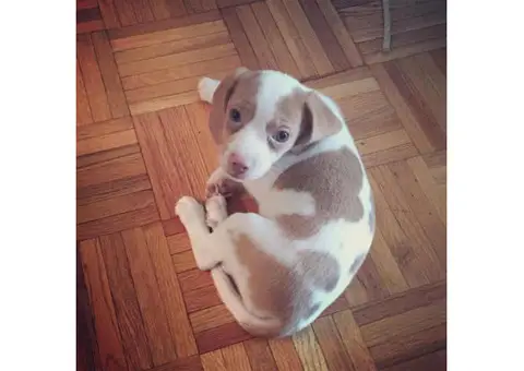 Pocket beagle puppies for sale in ohio