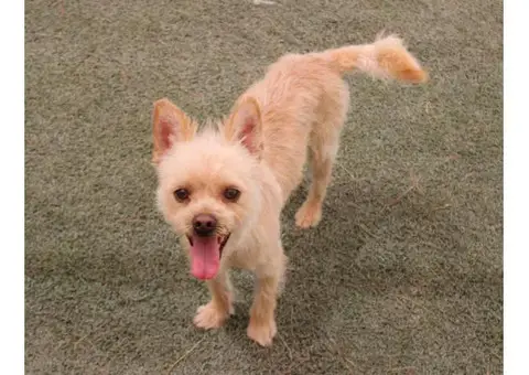 norwich terrier puppies for sale