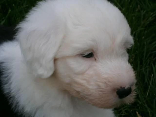 old english sheepdog for sale - 1/6