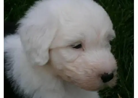 old english sheepdog for sale