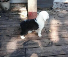 old english sheepdog for sale - 3