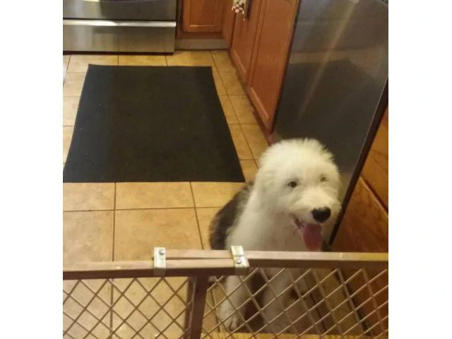 old english sheepdog for sale - 4/6