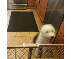 old english sheepdog for sale - 4